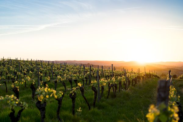 A picturesque vineyard at sunset featuring rows of grapevines with green leaves and a vibrant horizon as the sun sets in the background.