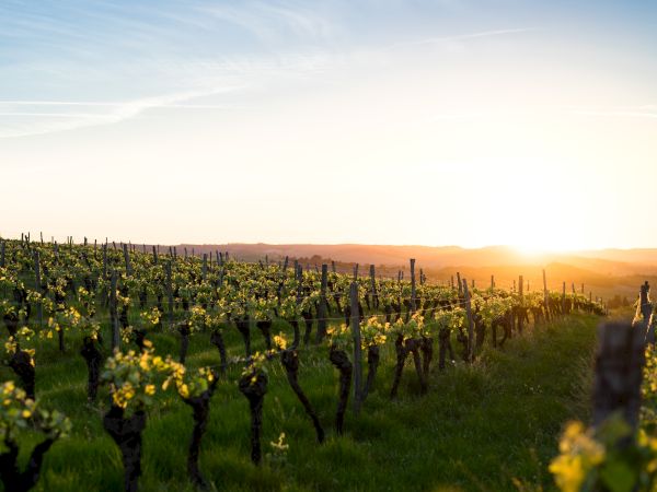 A picturesque vineyard at sunset featuring rows of grapevines with green leaves and a vibrant horizon as the sun sets in the background.